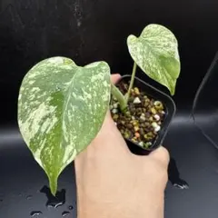 2025年最新】モンステラ ミントの人気アイテム - メルカリ