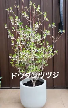 4/17写真追加 赤花ドウダンツツジ 紅花 本株立ち 紅葉 落葉樹 2 - メルカリ