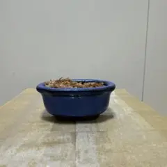 青色 陶器 丸型植木鉢