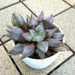 ま*た様 多肉植物 ハオルチア アトロフスカミュータント 抜き苗のサムネイル