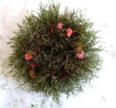 まゆりん様 リクエスト 2点 まとめ商品