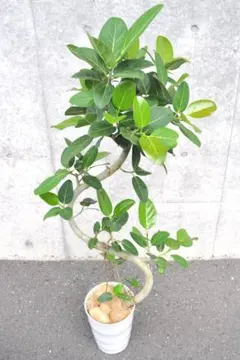 フィカス ウンベラータ 8号146cm S-shaped tree form気根 - メルカリ