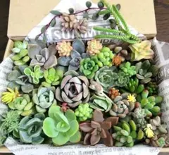 ◇多肉植物寄せ植え　カット苗　詰め合わせ　桜牡丹　ピンクベリーペンデンス　花団錦