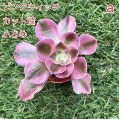 ピンクウィッチ アエオ アエオニウム 小苗 カット苗 a ピンクのサムネイル