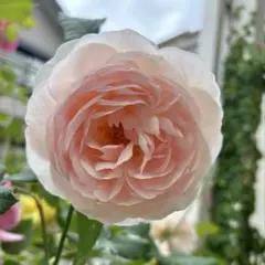 バラ苗　バラ挿し木苗　へ②