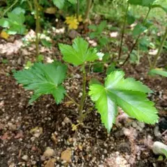 木苺　カジイチゴ苗　イチゴ苗　トゲなし　抜き苗　無農薬栽培