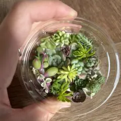 多肉植物　セダム　カット苗　ミニ 16日発送
