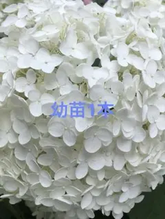 紫陽花アナベル挿し木苗F - メルカリ