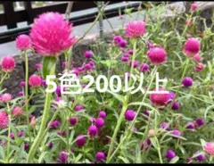 千日紅種　5色セット　200粒以上のサムネイル