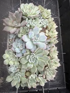 多肉植物 エケベリア セット まとめ売り　すべて抜き苗　メルカリ便発送