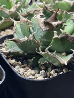 アガベチタノタ　清櫻子株付き 2025年最新】アガベ 清櫻の人気アイテム - メルカリ