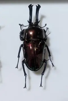 ※ニジイロクワガタ野外標本PAセット ニジイロクワガタ野外標本PAセット - メルカリ