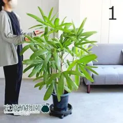KAKUSENEN 鶴仙園 角鉢 植木鉢 4個セット セット販売 鉢 プラ鉢 - メルカリ