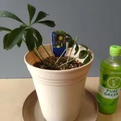 【商談中】クリスマスローズ　ソレイユdd株分け 商談中】クリスマスローズ ソレイユdd株分け クリスマスローズ