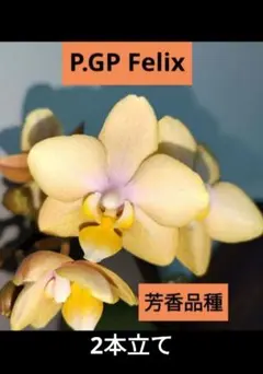 A芳香品種　洋蘭　胡蝶蘭　ミディ胡蝶蘭　ファレノプシス　こちょうらん　Felixのサムネイル
