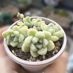 多肉植物 4株セット だるま秋麗 抜き苗 - メルカリ