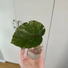 ベゴニア ルージュバリエガータ - メルカリ