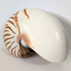 オウムガイ(磨き) 天然貝殻「オウムガイ」の磨きです。お部屋の
