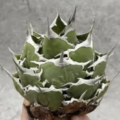 スーパーチタノタ Yahoo!オークション -「アガベ スーパーチタノタ」の落札相場