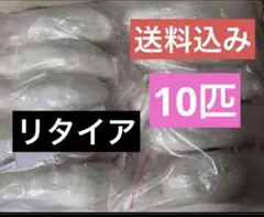 着払い 冷凍マウス アダルトM 20匹餌用 - メルカリ