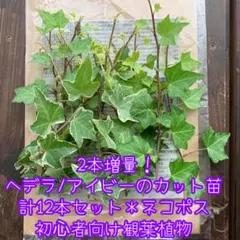 2本増量✨ヘデラ/アイビーのカット苗＊10本セット＊初心者向＊観葉植物＊ネコポス