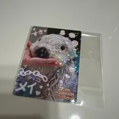 八*P様 鳥羽水族館コレクションカード レア メイちゃん ニコイチ