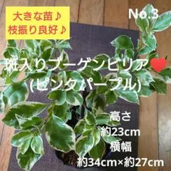 ブーゲンビリア内斑入り　希少　No957 らくらくメルカリ便発送‼️ 2025年最新】ブーゲンビリア 斑入りの人気アイテム - メルカリ