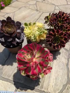 アエオニウム 多肉植物 4種セット