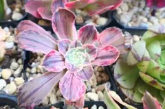 67#観葉植物ア工オニウム錦❤️レッド富士❤️青花瓷❤️1大頭2小頭