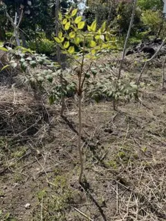 山菜の王様　　トゲなしタラの芽 2本セット苗木のサムネイル