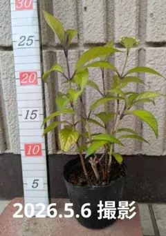 笹【ポットごとヤマト便250】幼苗　土佐のまほろば　山紫陽花 ポットごとヤマト便250】ヤマアジサイ 幼苗 土佐のまほろば 山紫陽花