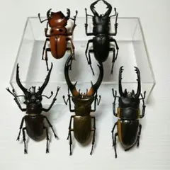 デアゴスティーニ 世界の昆虫シリーズ フィギュア まとめ売りクワガタ
