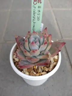 2026年最新】miya苗の人気アイテム - メルカリ