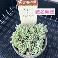 古都の葉さん 希少 ザラゴーサSPノバ メルカリ便 札付き・抜き苗 2026年最新】古都の葉の人気アイテム - メルカリ