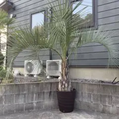 BGDココスヤシ　鉢底から100cm BGD様 専用ココスヤシ 鉢底から100cm