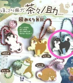 ほっこり柴犬　茶々ノ助