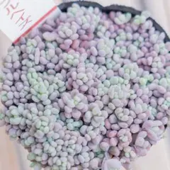 *orika*様 リクエスト 2点 まとめ商品