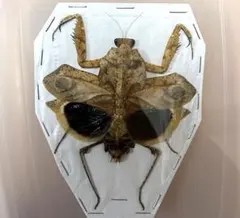 2026年最新】カマキリ標本の人気アイテム - メルカリ