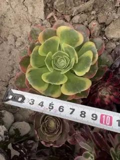 アエオニウム　テスラ錦 アエオニウム テスラ錦 - メルカリ