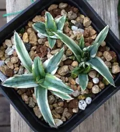 鈴木小夜子様 リクエスト 2点 まとめ商品