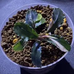 2026年最新】bucephalandra sp variegataの人気アイテム - メルカリ