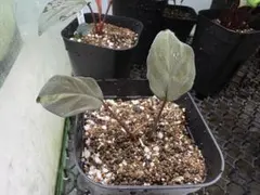 ホマロメナ フミリス 斑入り variegata from Linggaのサムネイル