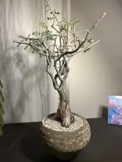 YKYK 様専用パキコルムス　ディスカラー　象の木　実生