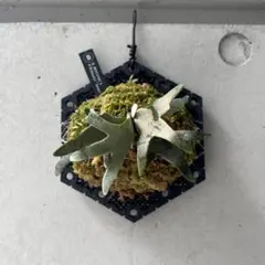 メルカリ便！水曜以降発送！P. willinckii ’Jenny’ 2129 メルカリ便！水曜以降発送！P. willinckii 'Jenny' 2129 - メルカリ