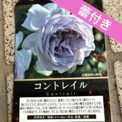 ルクソール　 ロサオリエンティス　ばら 苗　バラの家正規品 ルクソール ロサオリエンティス ばら 苗 バラの家正規品 - メルカリ