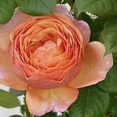 ちぃさん様 リクエスト 2点 まとめ商品