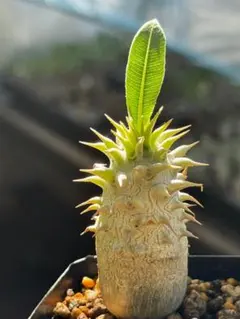 パキポディウム 恵比寿大黒 塊根植物 コーデックス