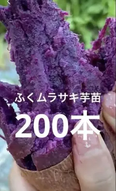 ふくムラサキ芋苗500本送料込み 2026年最新】ふくむらさき 苗の人気アイテム - メルカリ