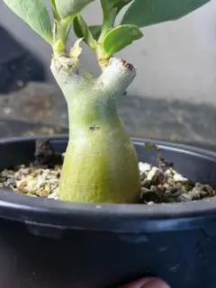 V2 キフォステンマ バイネシー【実生株】 / 塊根植物 コーデックス