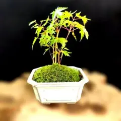 イロハもみじ　寄せ植えのサムネイル